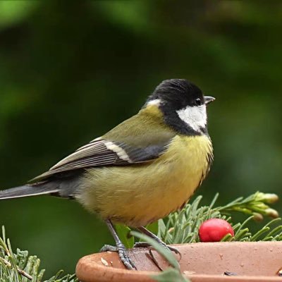 gepaoer's profile picture. 