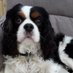 Sue, Rufus, Darcey & a missed Kyle🌈 🐶 (@susanch49098160) Twitter profile photo Sue, Rufus, Darcey & a missed Kyle🌈 🐶 (@susanch49098160) Twitter profile photo