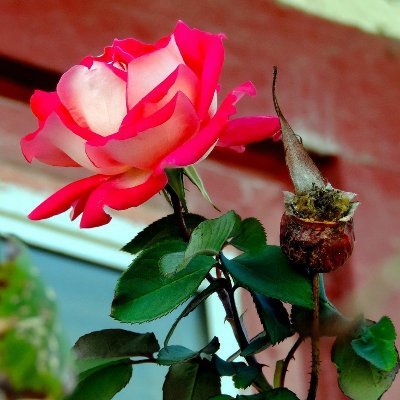 KaylaJo09679953's profile picture. Carefree