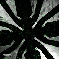 Neuroengineering and Computational Neuroscience (@ncn_i3s) 's Twitter Profile Photo Neuroengineering and Computational Neuroscience (@ncn_i3s) 's Twitter Profile Photo