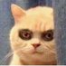 criminal cat a.k.a kucing garong (@ecenggondok20) Twitter profile photo criminal cat a.k.a kucing garong (@ecenggondok20) Twitter profile photo