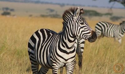 we are a Tour Operator in Tanzania we do safaris & trekking + beach holiday luxurysafaris#budgetsafaris # bird watching#culture https://t.co/VPIq5BXPB7