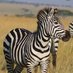 Twitcher African Safaris Tours (@ltdtwitcher) Twitter profile photo Twitcher African Safaris Tours (@ltdtwitcher) Twitter profile photo