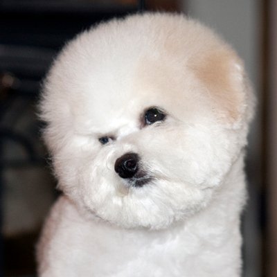 MusicBox Bichons (@MusicBoxBichons 