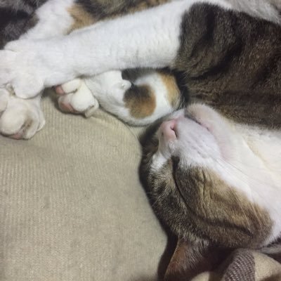 ねこのいえ（遺伝子組み換えでない）さんのプロフィール画像