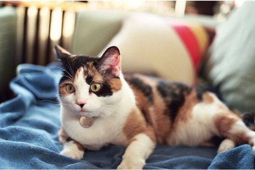 Tillylula's profile picture. I like to make pretty things.