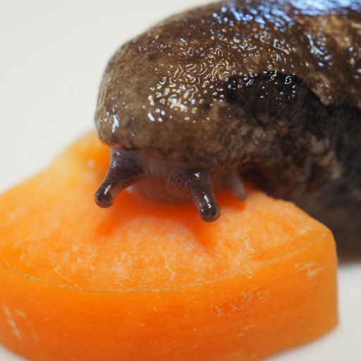 sakamottonoboru's profile picture. 博物館関係者。虫の文化の話とか食べるの好き。IPAと日本酒も好きだけど銘柄は覚えられない/ 47都道府県博物館百科（丸善出版,共著）