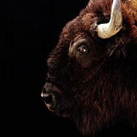 Buffs.tv (@buffstv) 's Twitter Profile