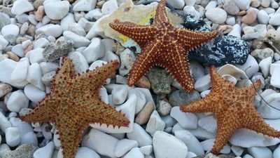 benjaminyvescla's profile picture. benn