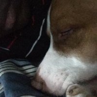 yahyahdagod (@sajahtac) 's Twitter Profile