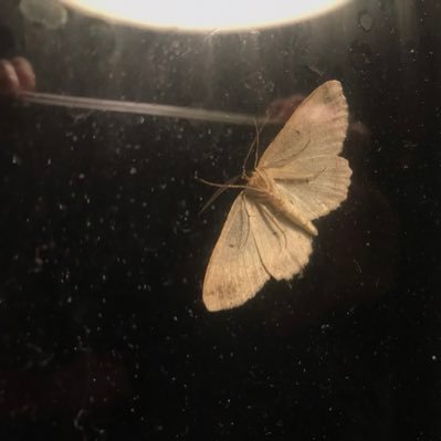 sungazer333's profile picture. 