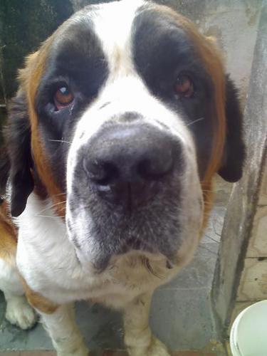 BRCaldeira's profile picture. 