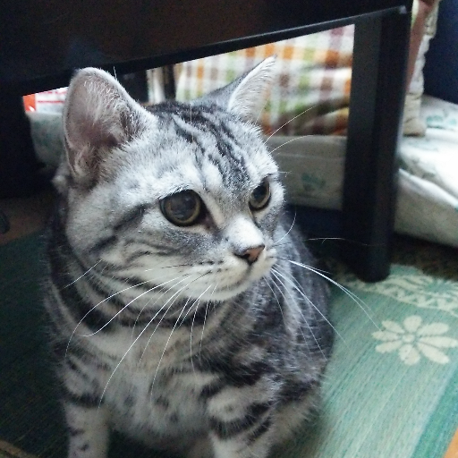 しんねこ【ゆっくり復帰中】_shinnaka282828さんのプロフィール画像