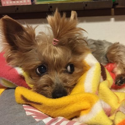 seaonigiri's profile picture. なんとか生きてます✨旅行が好き✈️息抜き大事⭐️犬かわいい🐶💕
