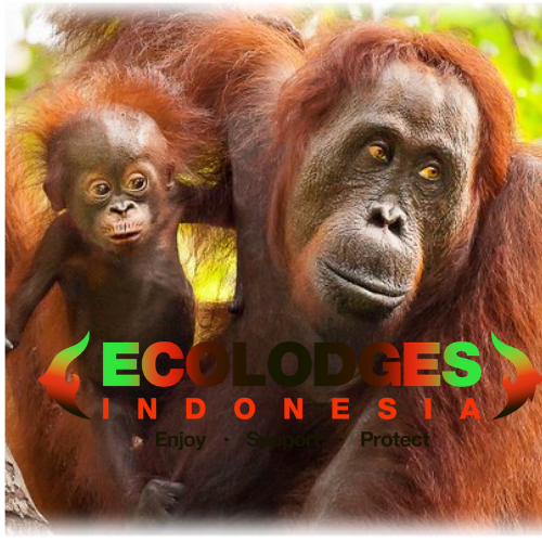 ⛺️ : 4 beautiful #Ecolodges across Indonesia |  🏞️: Tailoring unique #ecotours to Indonesia's wildlife where you can see #orangutan #rhino #komodo #elephant