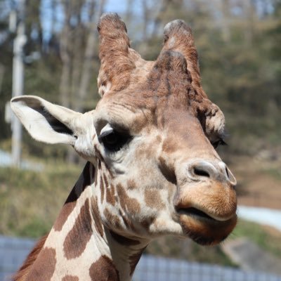 sumi_zo33's profile picture. 🎮と⚽️￤￤🎮→FM26￤BO6￤DbD￤￤履歴→ MHWs･ASA･DQ3･BG3･apex･老環･荒野等￤￤￤⚽️→プレミア🏴󠁧󠁢󠁥󠁮󠁧󠁿と日本人🇯🇵￤ユナサポ歴24年😈ψ￤プレミアは箱推し￤￤よろしく(* ´_ゝ｀)