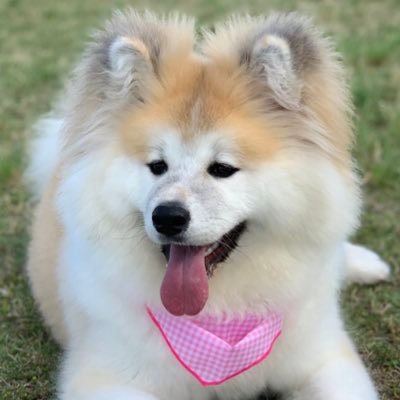 秋田犬のきなこ Kinako Mfmf Twitter