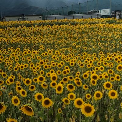 shiro64227892's profile picture. 