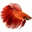 BettaFishFacts's profile image