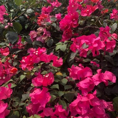 nyancochansan's profile picture. 