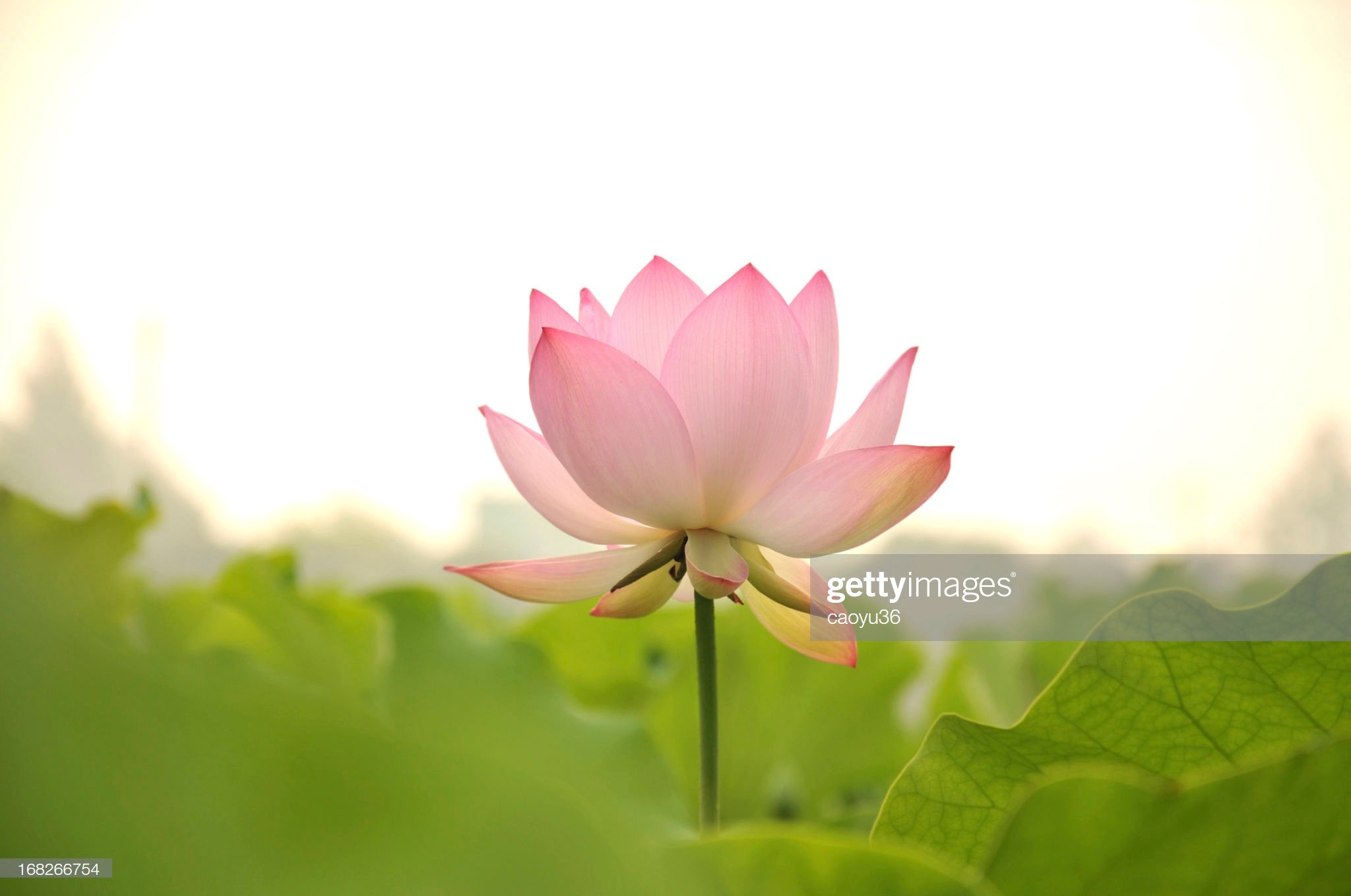 Chota Bacha ChotaBa67896500 Twitter chota-bacha-chotaba67896500-twitter