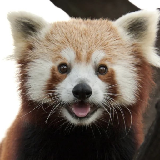 BenoitVettier's profile picture. 🇪🇺