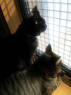 darkmadaranya's profile picture. 操作が余り、分かってません(￣▽￣;)💦