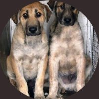 evsizpatiler (@evsizpatiler) 's Twitter Profile