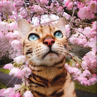 howantse's profile picture. Like Games