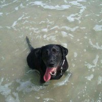 Gracie in OH-IO (@gracieinohio) 's Twitter Profile
