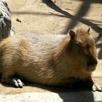 capybarafx (@capybarafx) 's Twitter Profile
