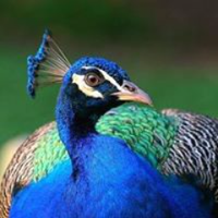 John M. Pfau Library (@csusblibrary) 's Twitter Profile Photo John M. Pfau Library (@csusblibrary) 's Twitter Profile Photo