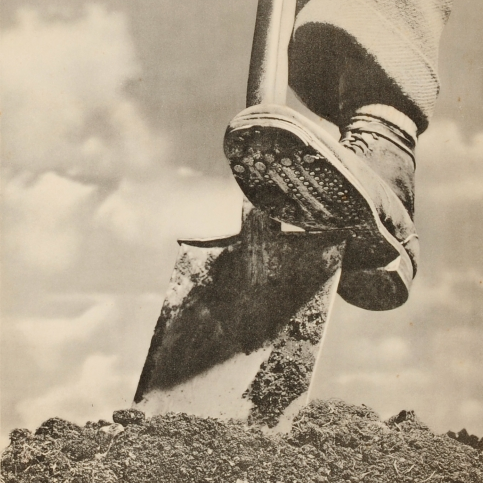 Recreating a traditional Dig for Victory allotment using information from the 1940's campaign.