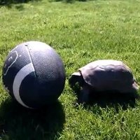 Fantasy Turtle (@fantasy_turtle) 's Twitter Profile