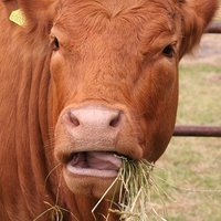 Animal Selection, Genetics and Genomics Network (@asggn_gra) 's Twitter Profile