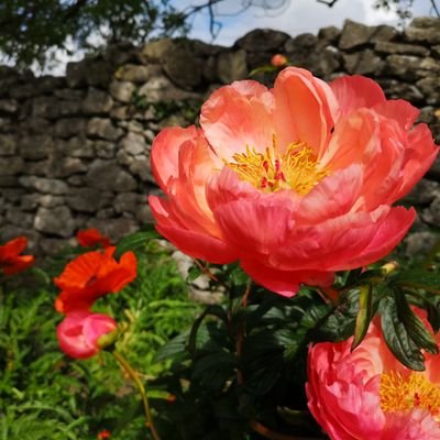 anniemammy's profile picture. 