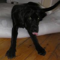Formley George's owner (@kpfish) 's Twitter Profile