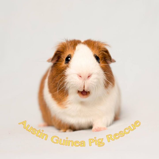 We rescue and rehome small fuzzy herbivores in the Austin, TX area. We take any type of donations to help keep our piggies happy!