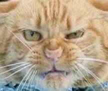 coding4cats's profile picture. 