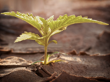 olivemmj's profile picture. Olive is devoted to educating people about medical marijuana and  following legislation.