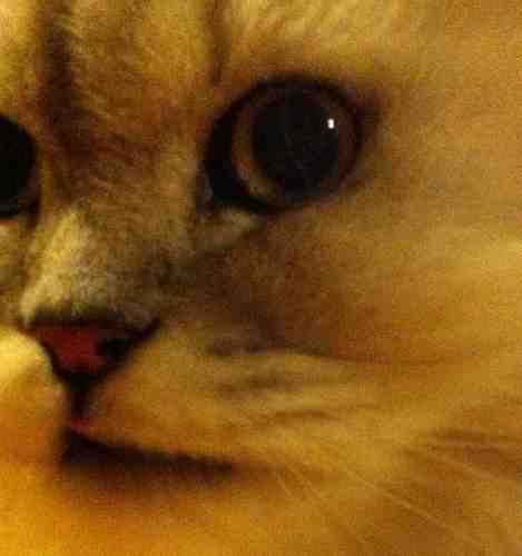 fotochaton's profile picture. 東京代官山より忍者の里、伊賀へ移転しました。古い蔵を暗箱にみたてて修繕し、新しいフォトシャトンを展開しています。
当店は予約制です。ご来店の際はメールにてご予約お願い致します。
通信販売も致しております。