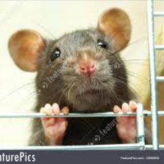 DCRatBag's profile picture. Just your local DC vermin rodentfiying all the misqueakings