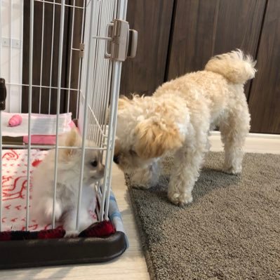 そらとルナ 元モナコ 柴田理恵さん 命を救っていただいて ありがとうございます 爆報theフライデー 柴田理恵 保護犬