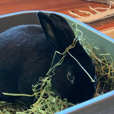 Girly bunny that loves fast sports cars- hay-carrot tops- husbun Grayson & 3DPrinting in hopes of prosthetic leg - hint hint hoomans