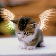 💙 🐈 🐈⬛️Carol 🏴☠️💙 🇺🇸 🇨🇦 🇺🇦 🇬🇱 (@the_og_g_ma) 's Twitter Profile