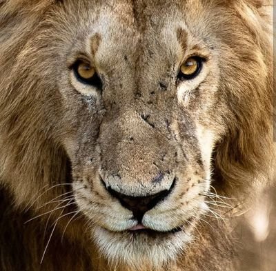 Wildcross2's profile picture. Non-profit organisation.
British/Australian Counter-poaching support unit. 
SES Explorer 2019🌿
#emergency #remotemedicine #tropicalmedicine