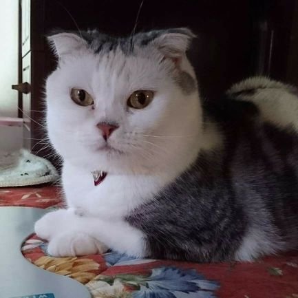 猫は 私の家族です。

よろしくお願いいたしますo(*⌒―⌒*)o