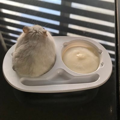 hamham12m's profile picture. 