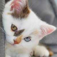 Marina (@marina30463074) 's Twitter Profile