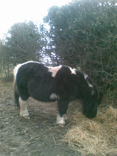 ClipClopPonies's profile picture. love ponies children nature the universe helping others mother of three Nutty Nanna to granddaughter two more on way. Love my work my home my family and friends